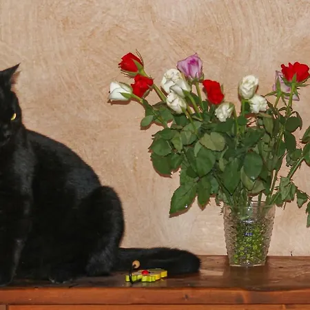 Bb Gli Aristogatti Frühstückspension